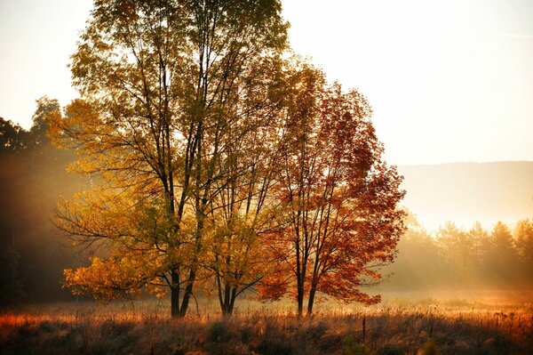 Soirée champ arbre paysage nature