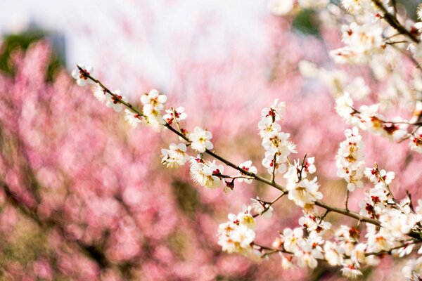 Primavera, floración, rama de árbol con flores