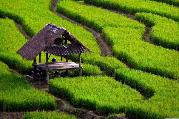 Casa en medio de un campo de arroz