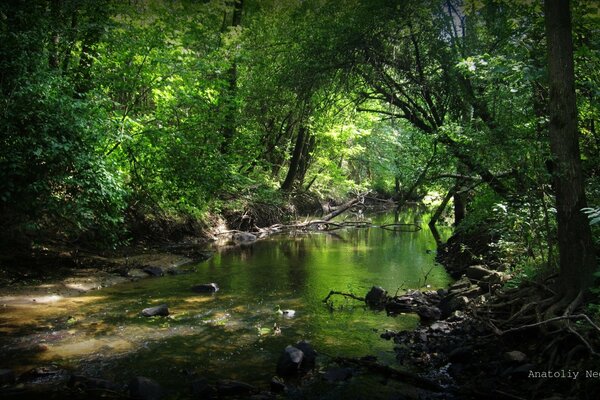 Fiume nella foresta oscura tra i boschetti