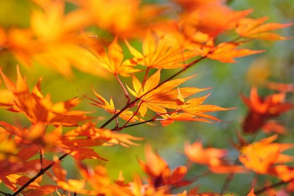 A branch with autumn leaves on a blurry background