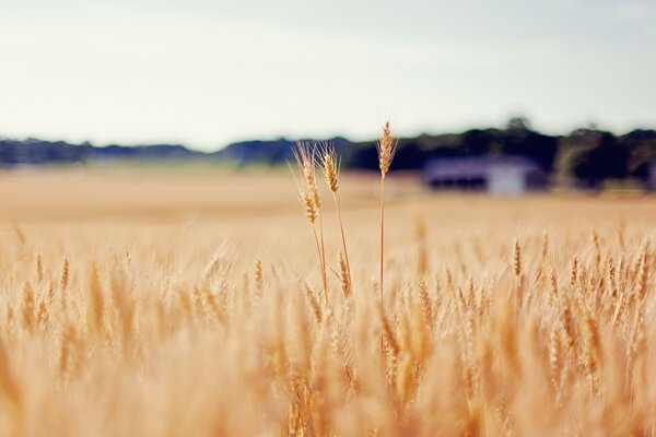 Spighette di grano dorato nel campo