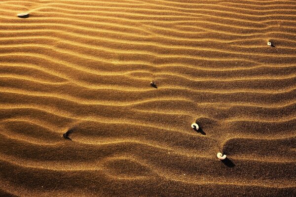 Coquilles de palourdes gisant sur le sable