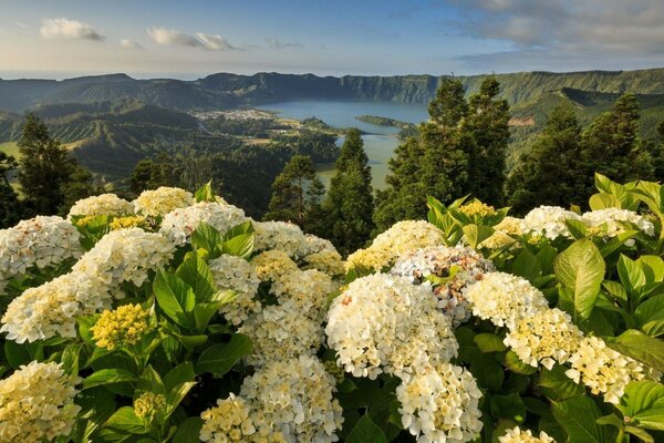 Flowers on the background of rocks and lakes