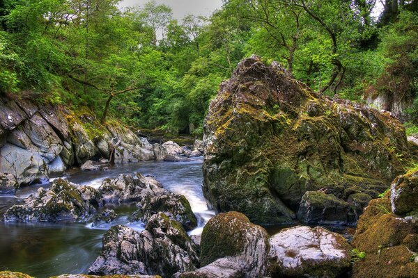 Fiume tempestoso in una fitta foresta