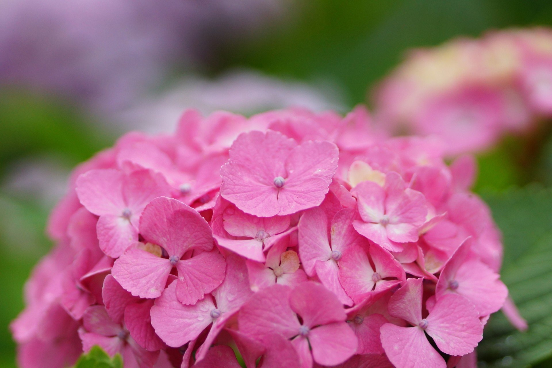 fleur gouttes inflorescence rose hortensia rosée chapeau