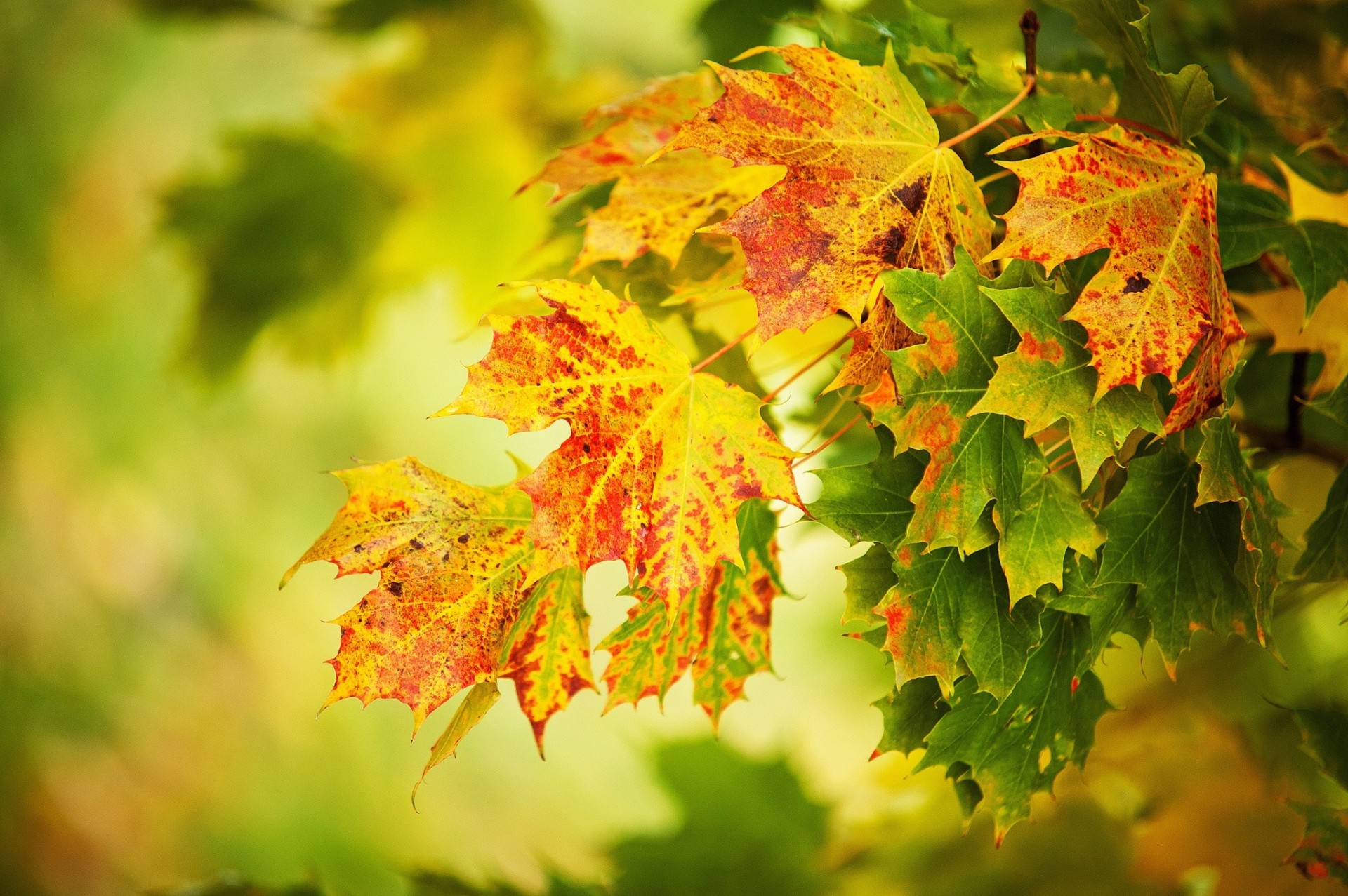 heet blurred background yellow close up autumn green