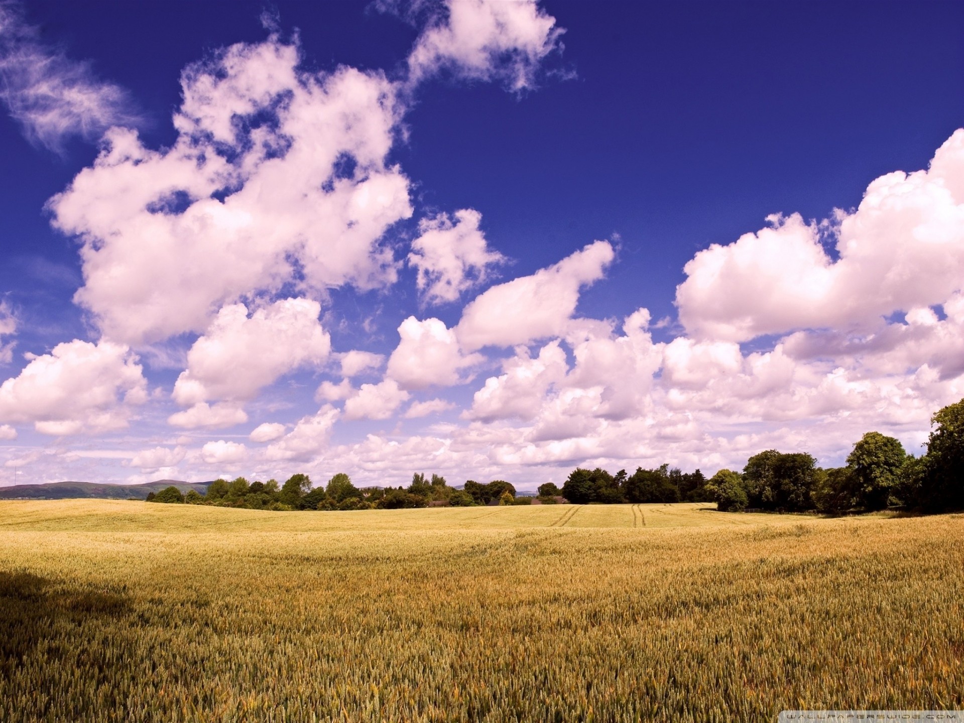 vintage ears amazing clouds the field wheat summer