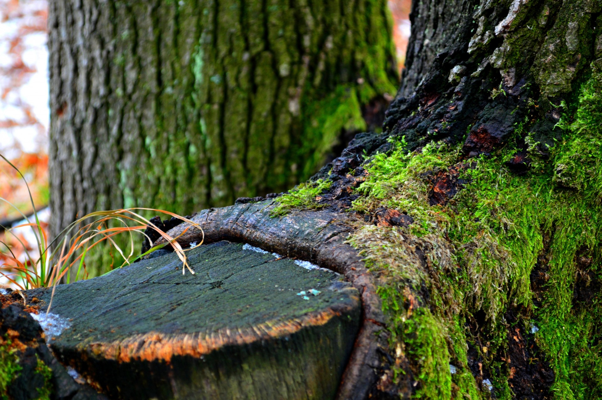 grün moos winter baum