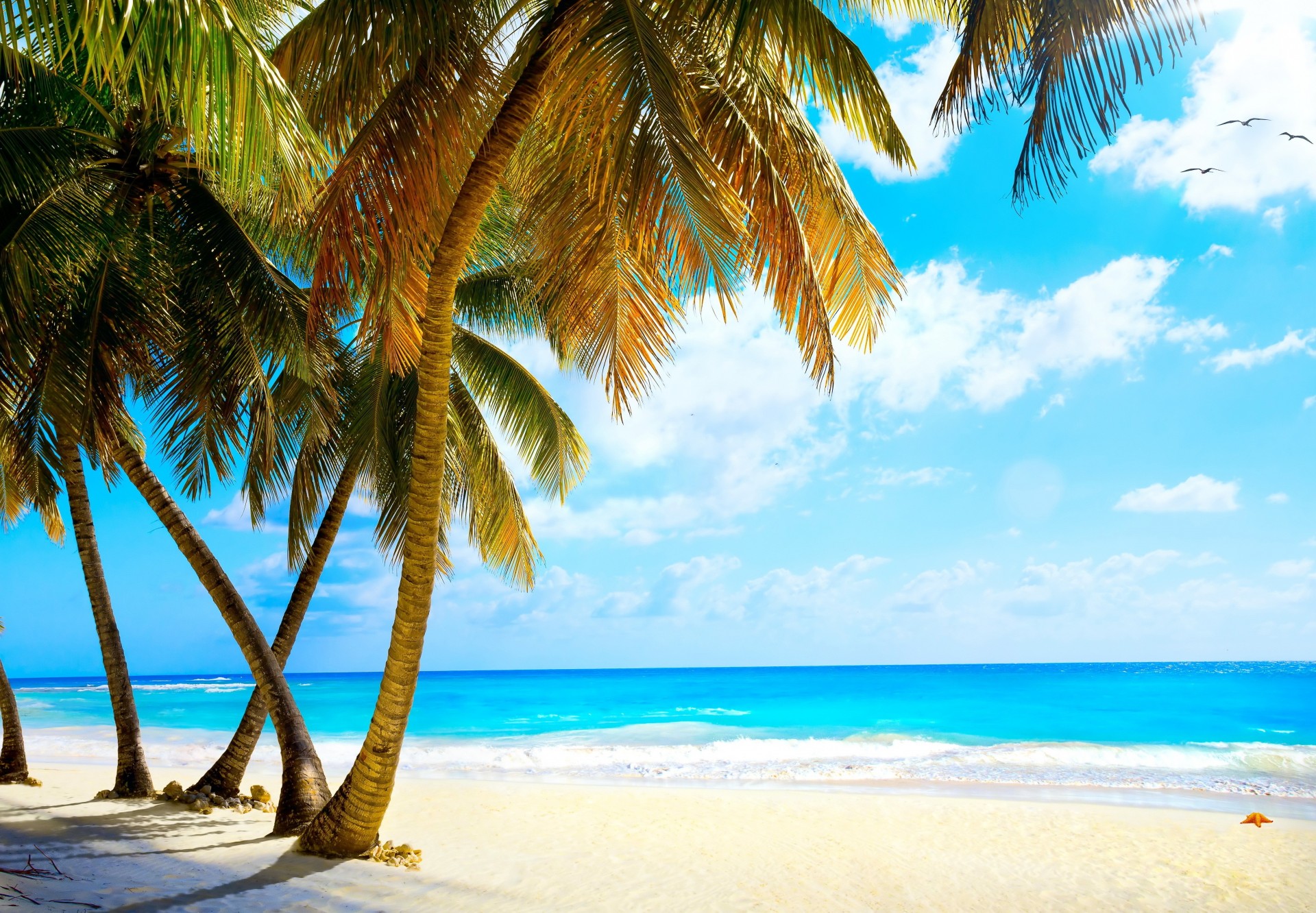 tropicale spiaggia oceano palme vacanze mare estate australia