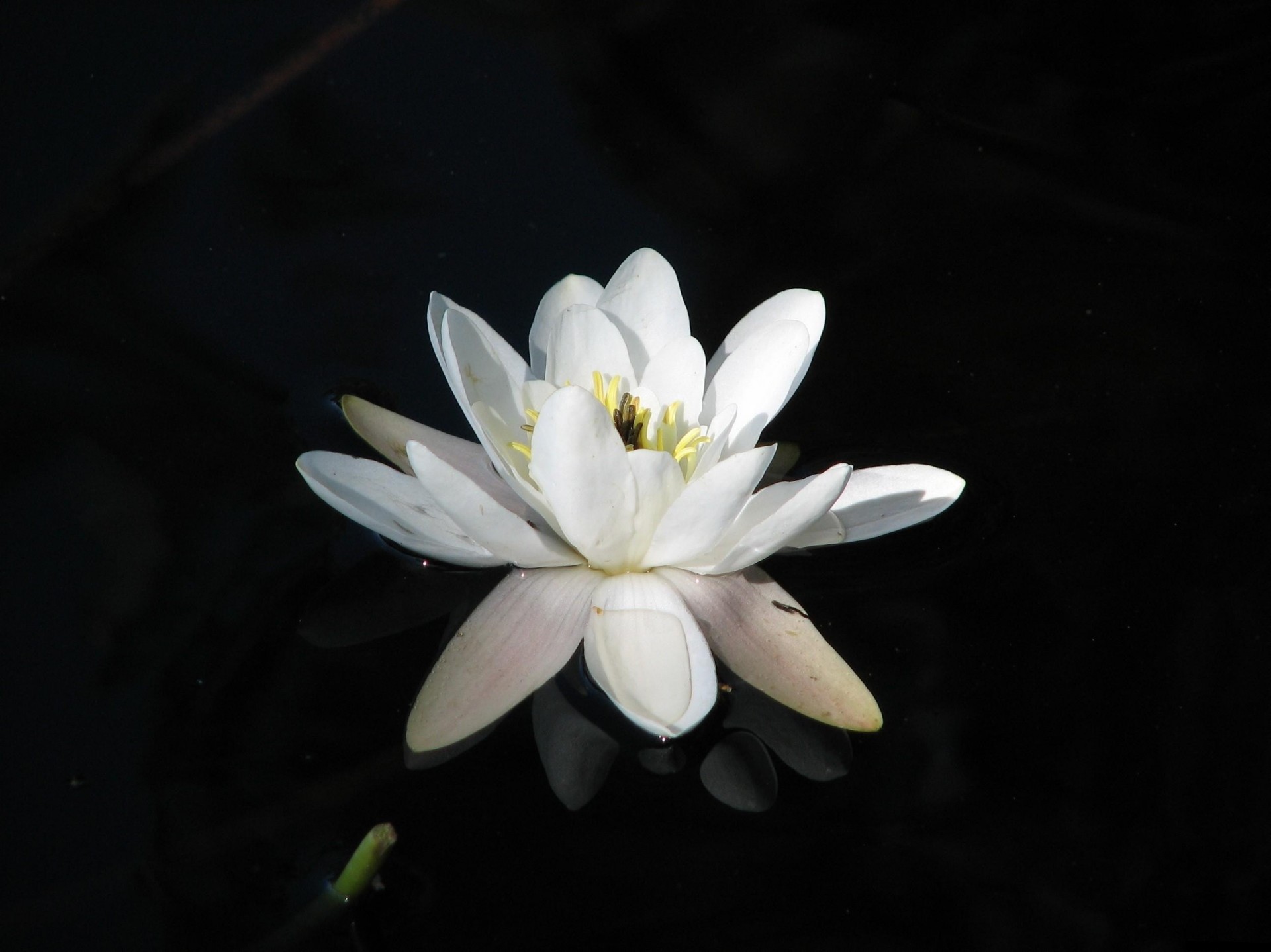 reflection night lilies water