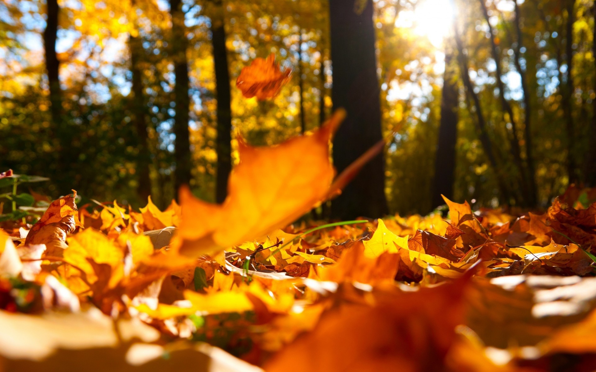 close up autumn tree sheet