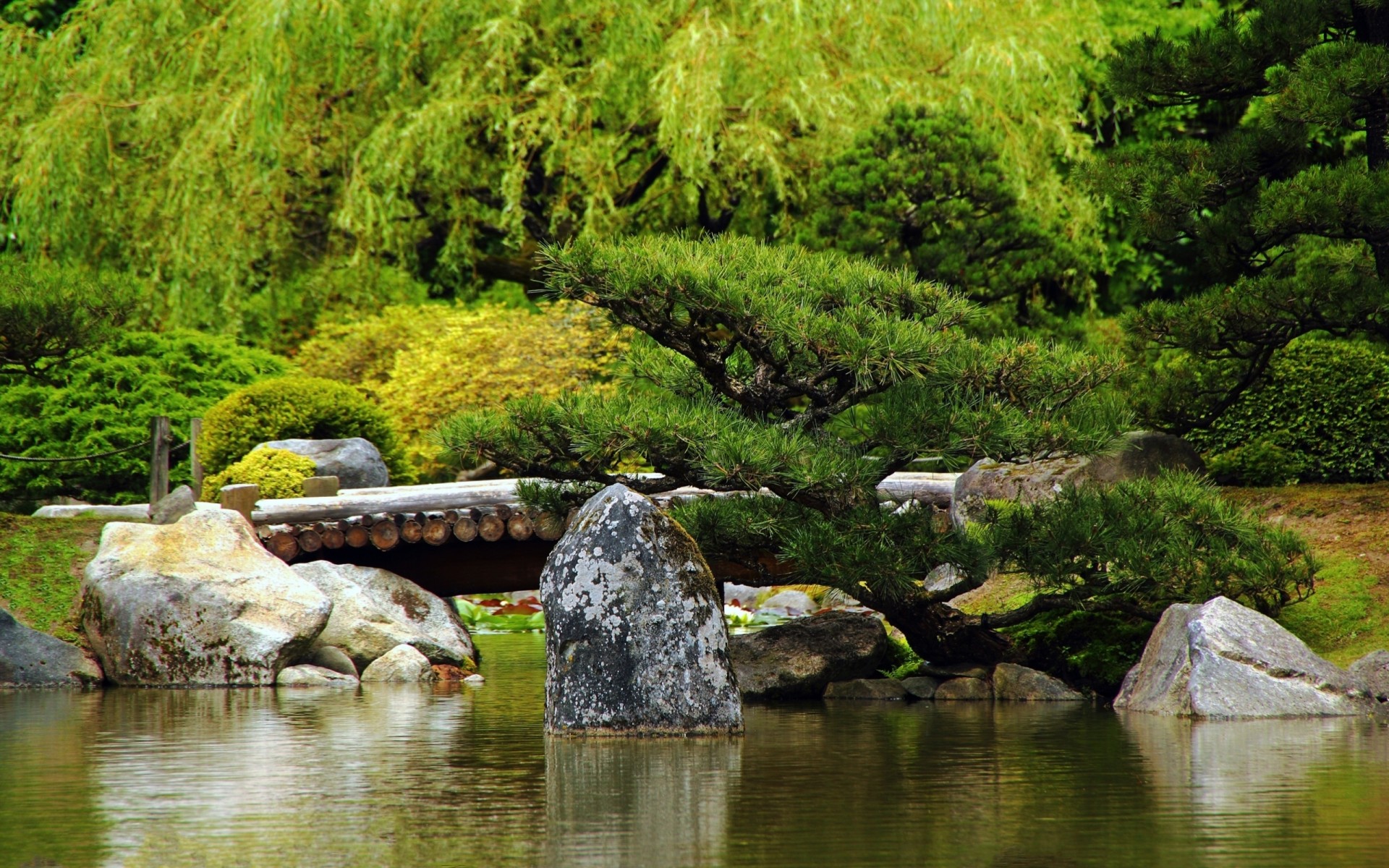 tones green pond summer log surface of bridge tree