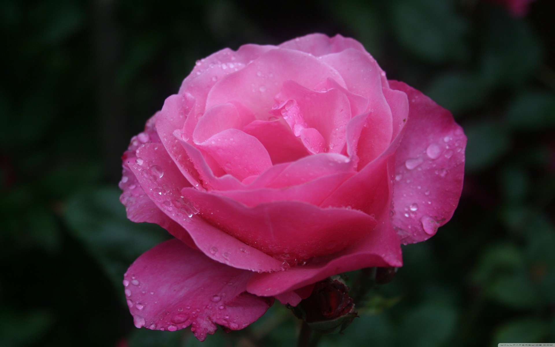 water droplets pink rose flower