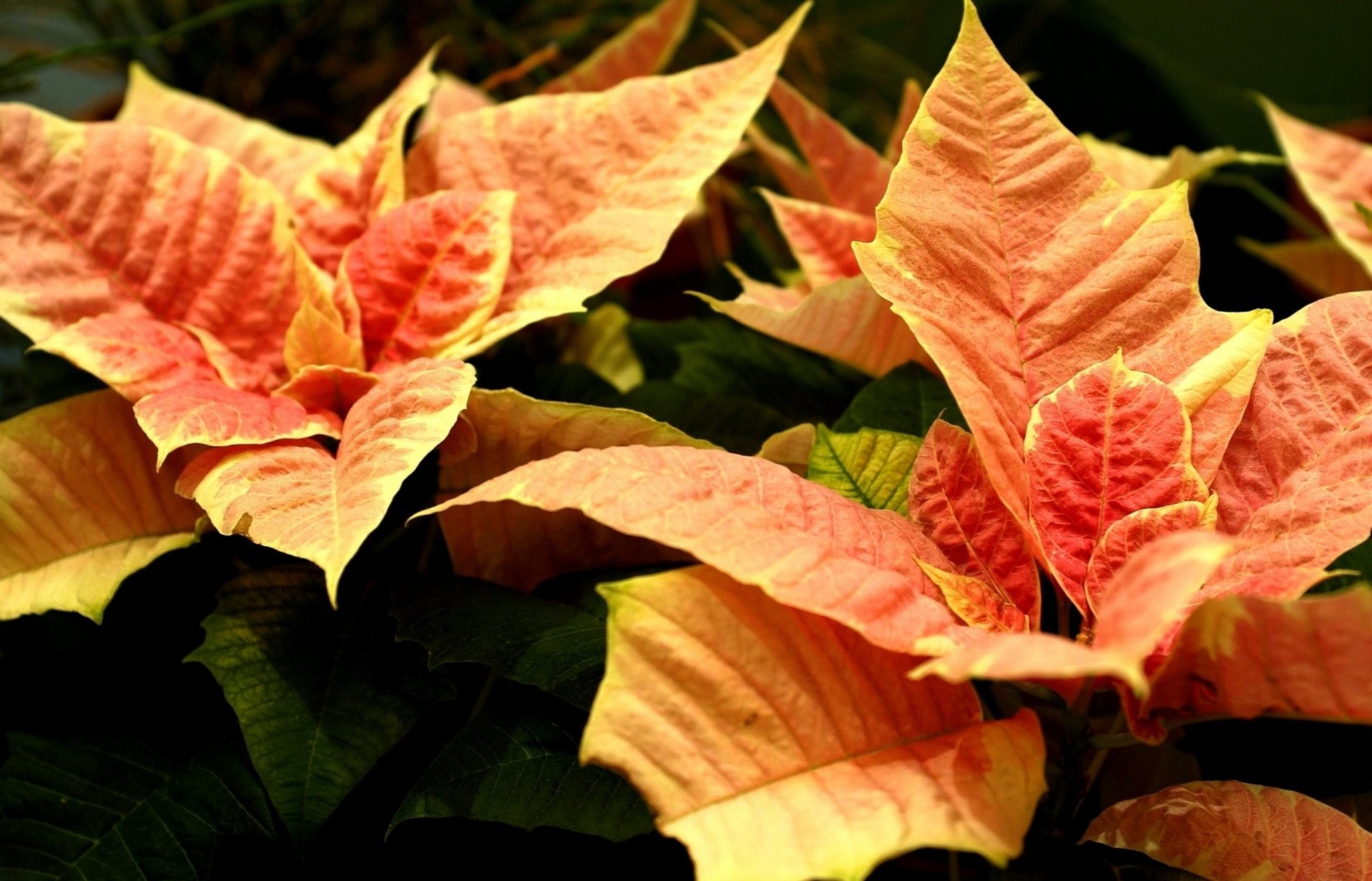 fleur gros plan poinsettia orange