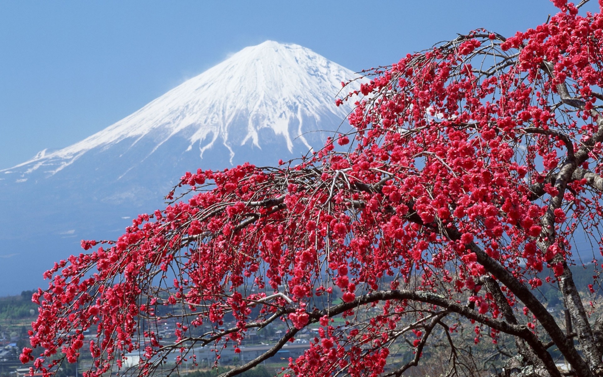 arbre fleurs montagne haut fuji printemps