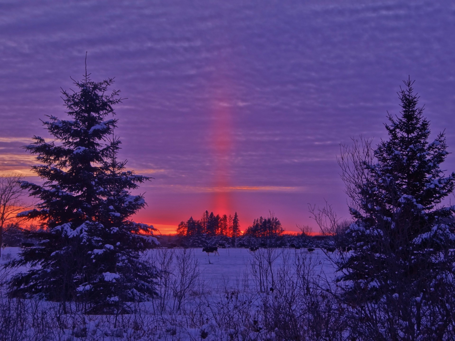 the field landscape winter sunset