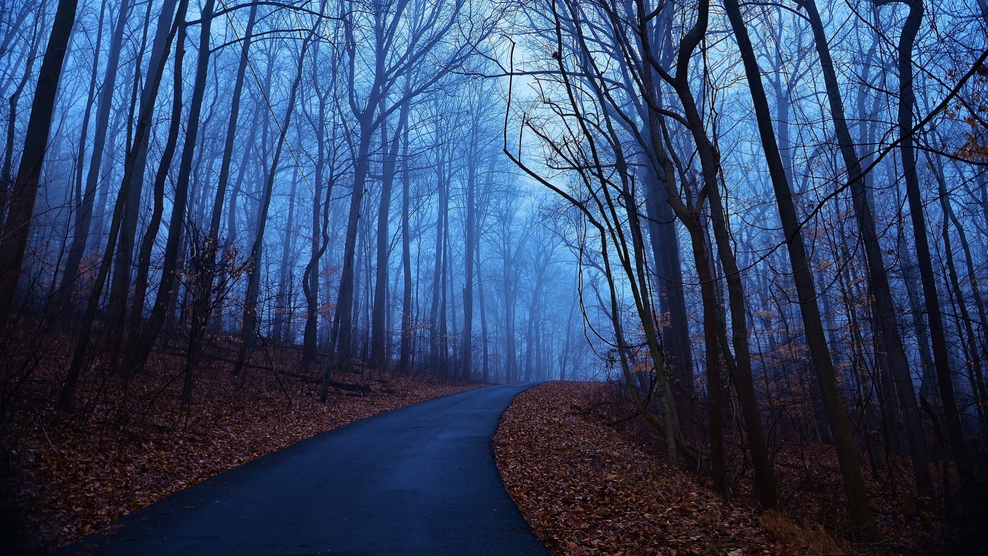 blatt morgen bäume nebel wald blau herbst central park