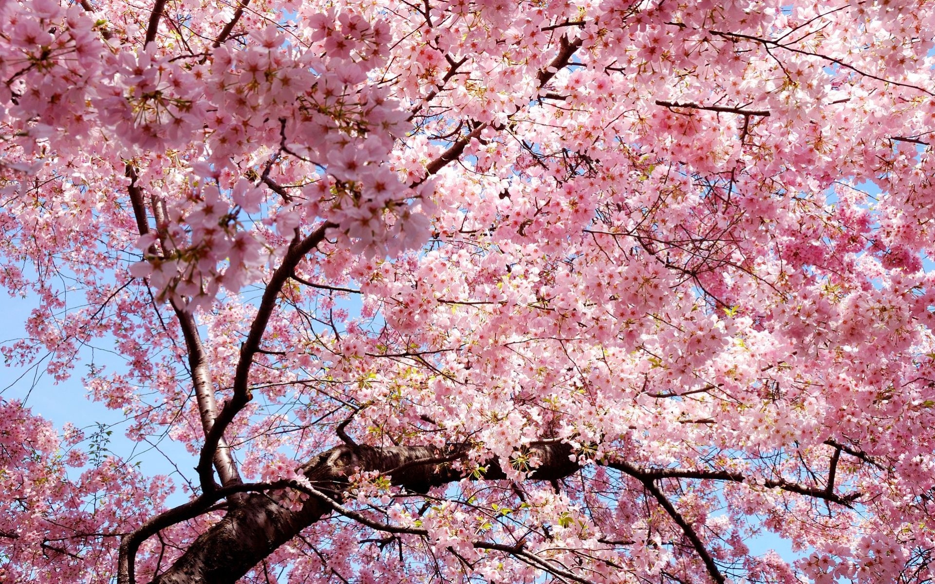 soleil arbres fleurs printemps