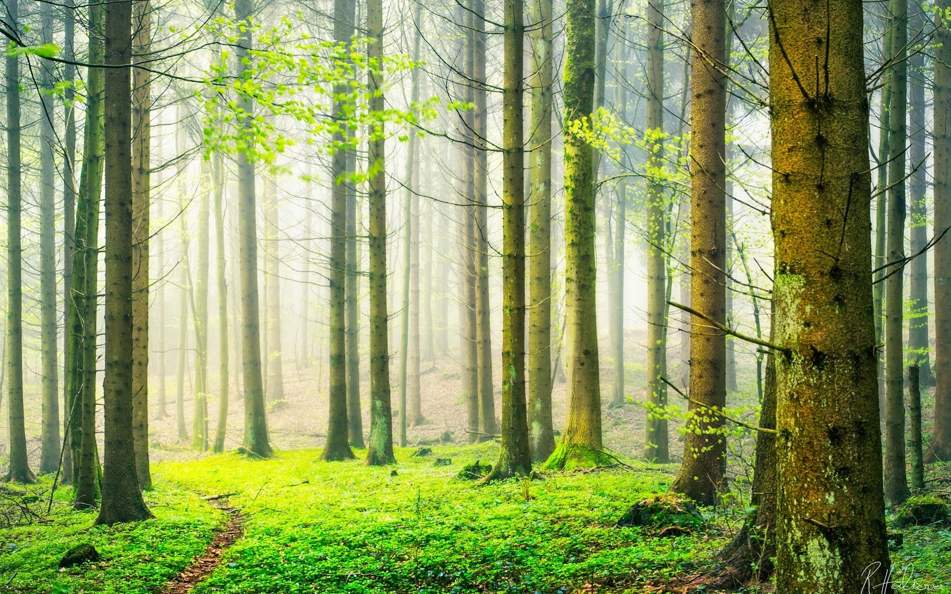 svizzera foresta primavera natura