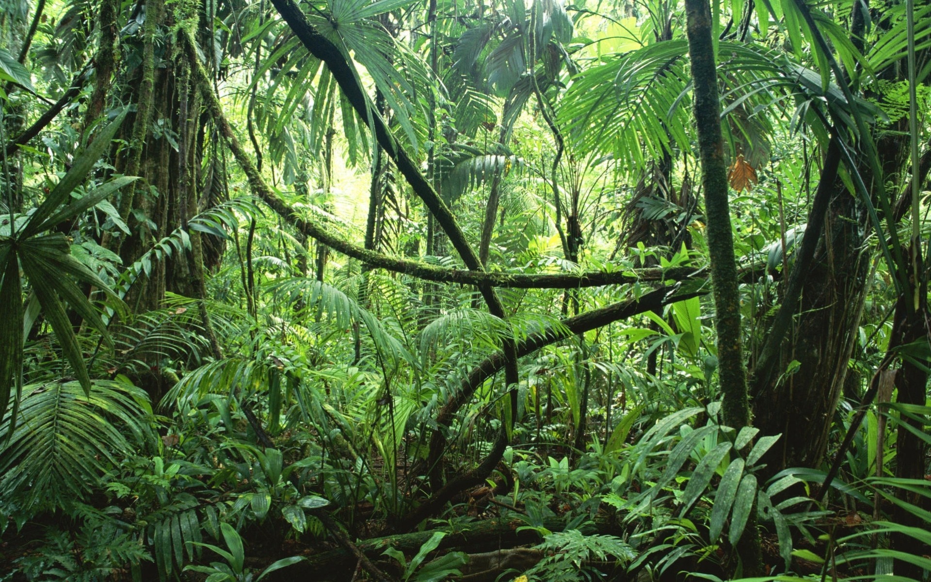 jungle forêt tropicale arbres lianes