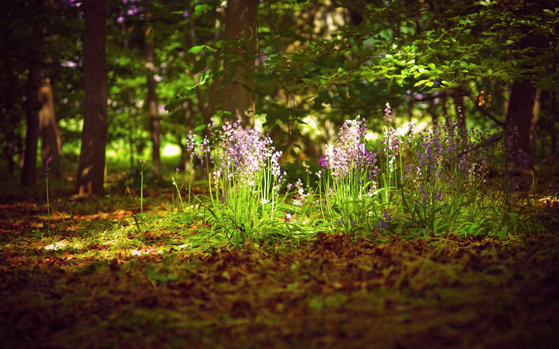 las światło lato kwiaty natura