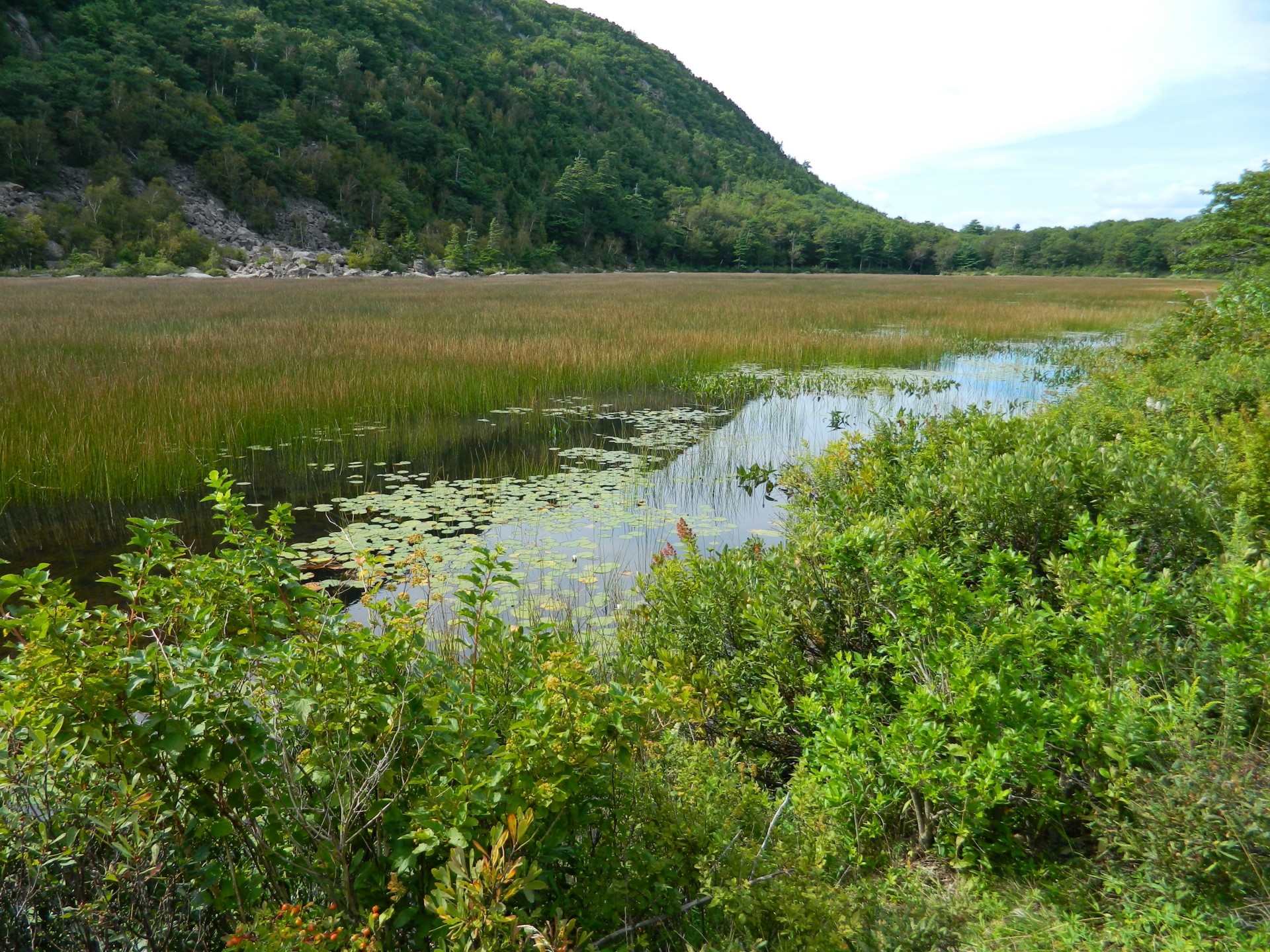 büsche teich berg natur