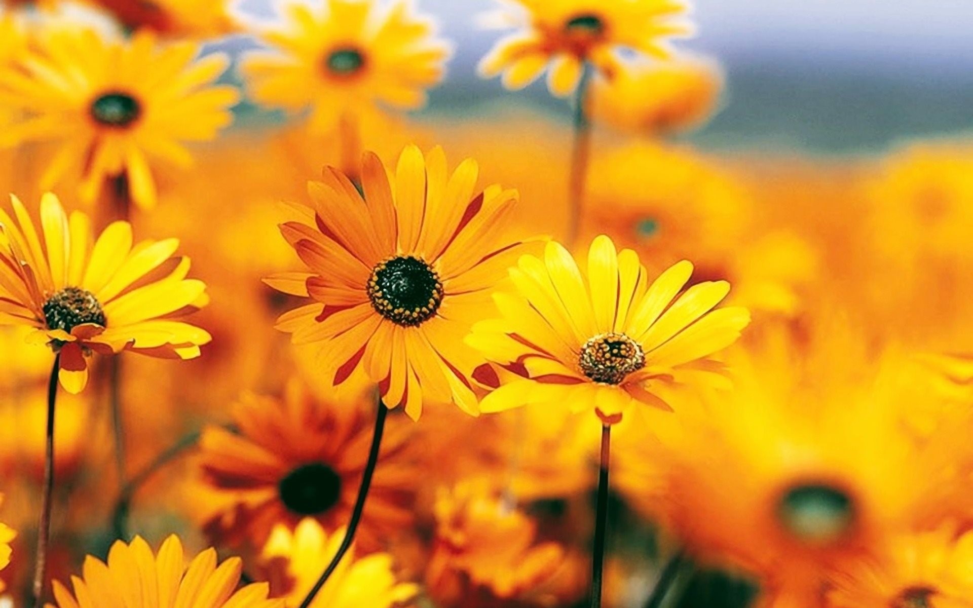 fiori gialli natura autunno campo