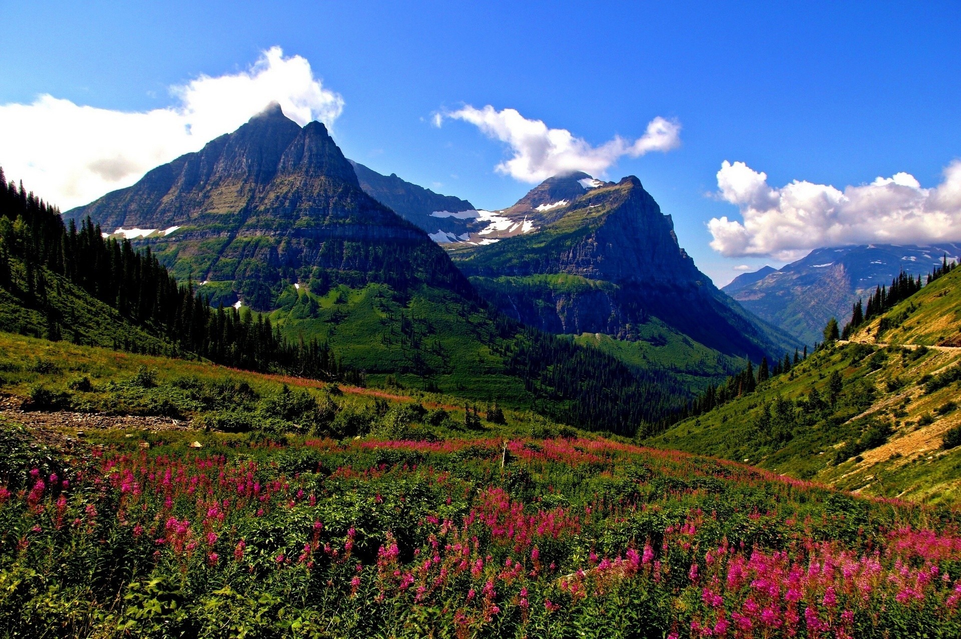 montana ghiacciaio fiori montagne prato