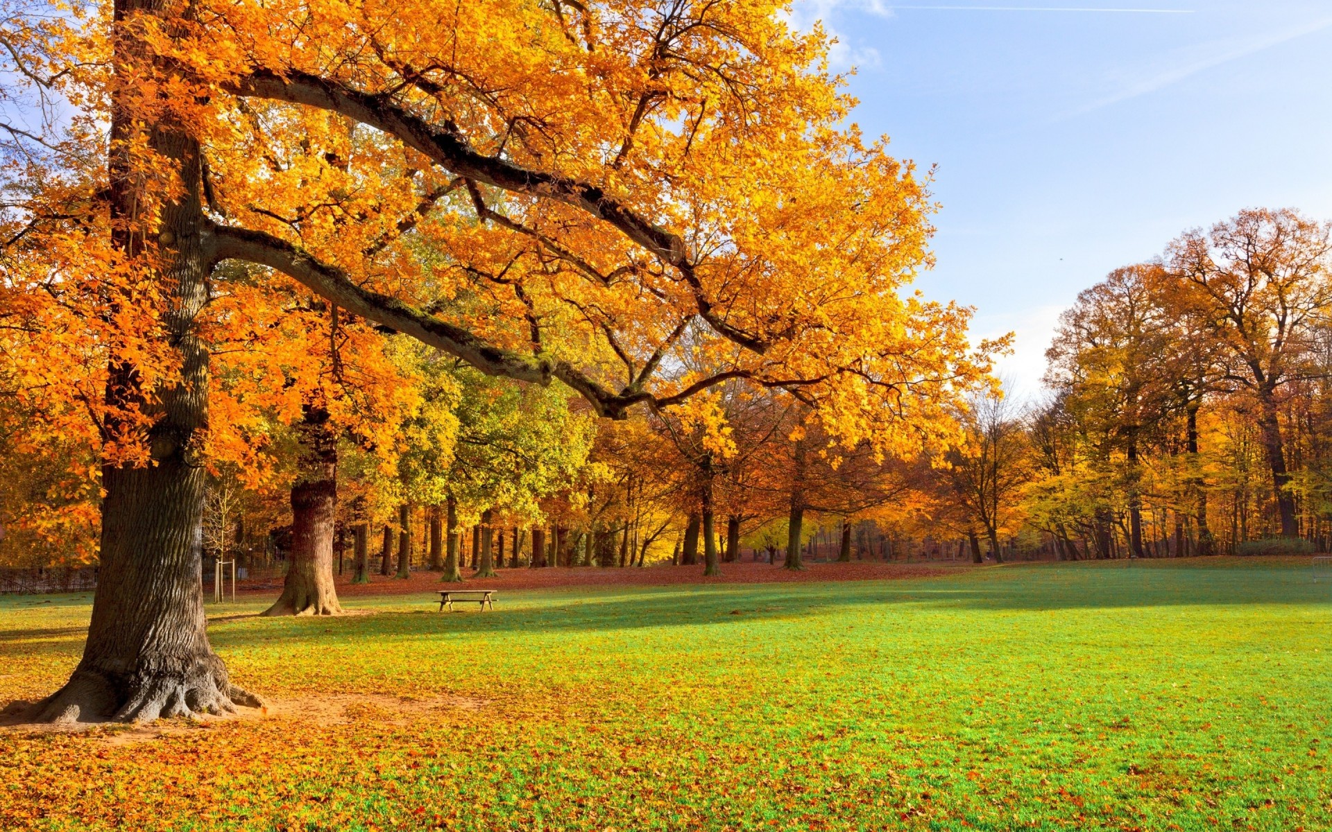 fogliame persone alberi parco piazza autunno autunno dorato