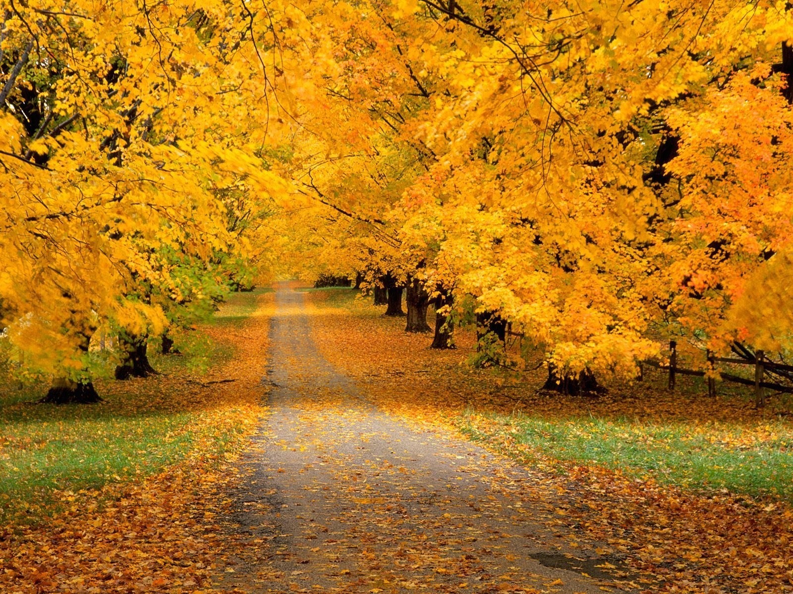 autumn road forest