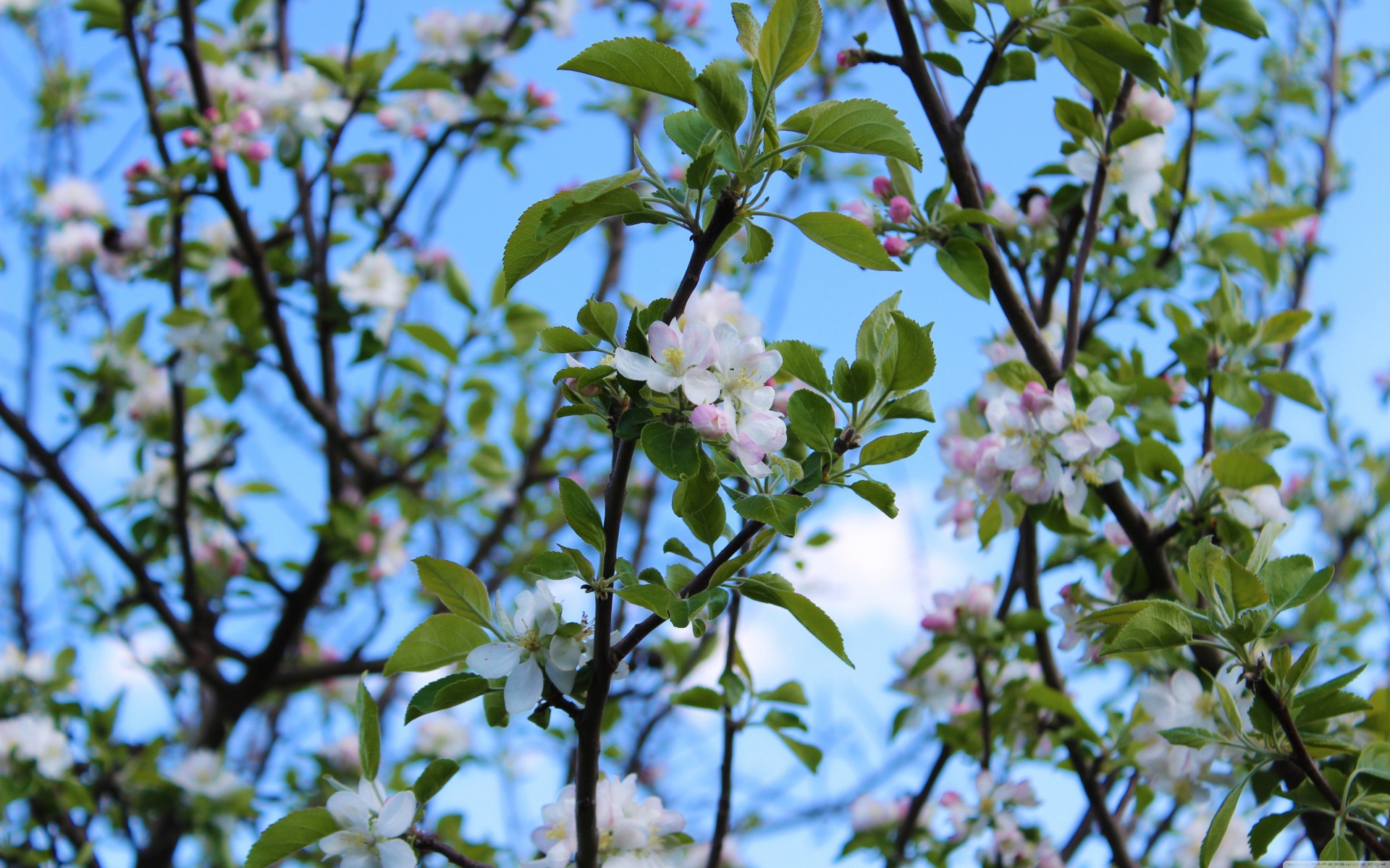 natura palme primavera stagioni cielo blu fiori