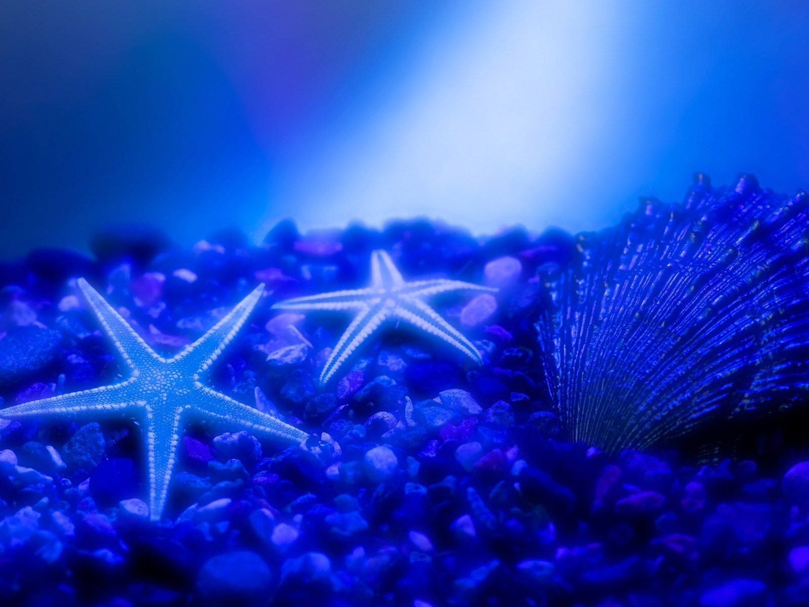 steine sterne meeresboden muscheln wasser glühen blau