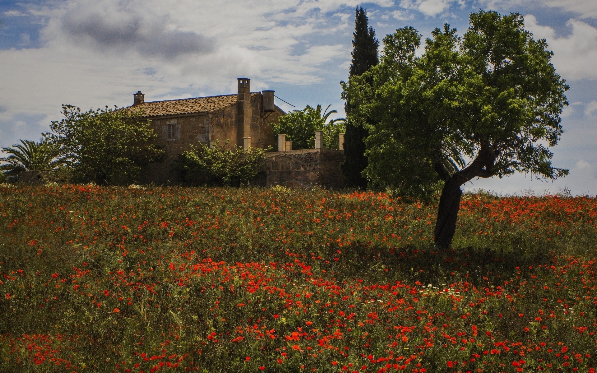 montuiri mallorca mallorca árbol flores casa amapolas españa prado