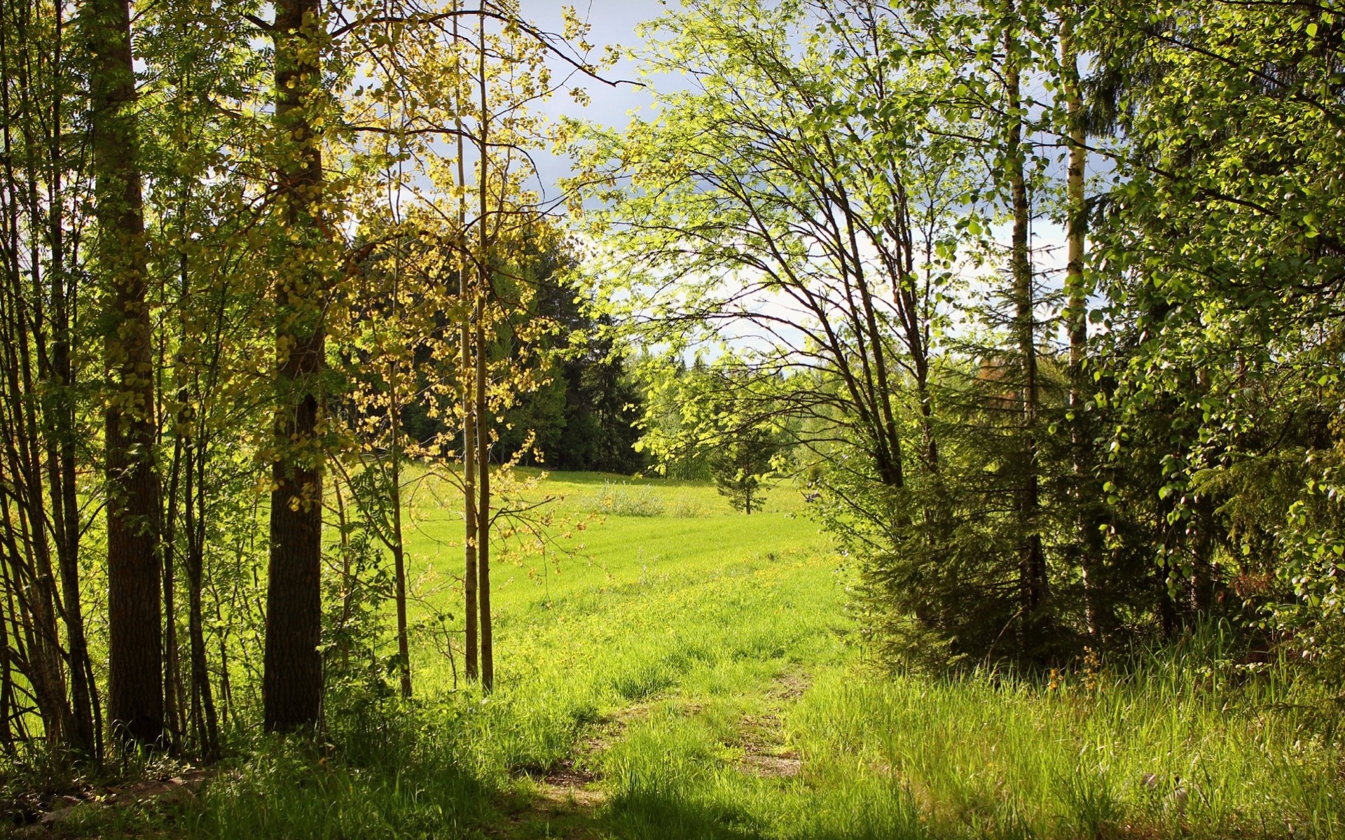 verdure sentier été arbres nature forêt ensoleillé