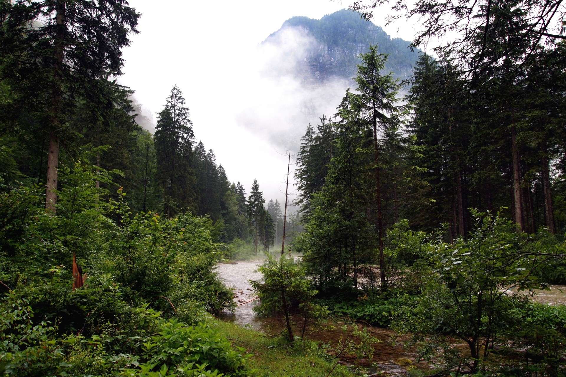 forêt rivière nature