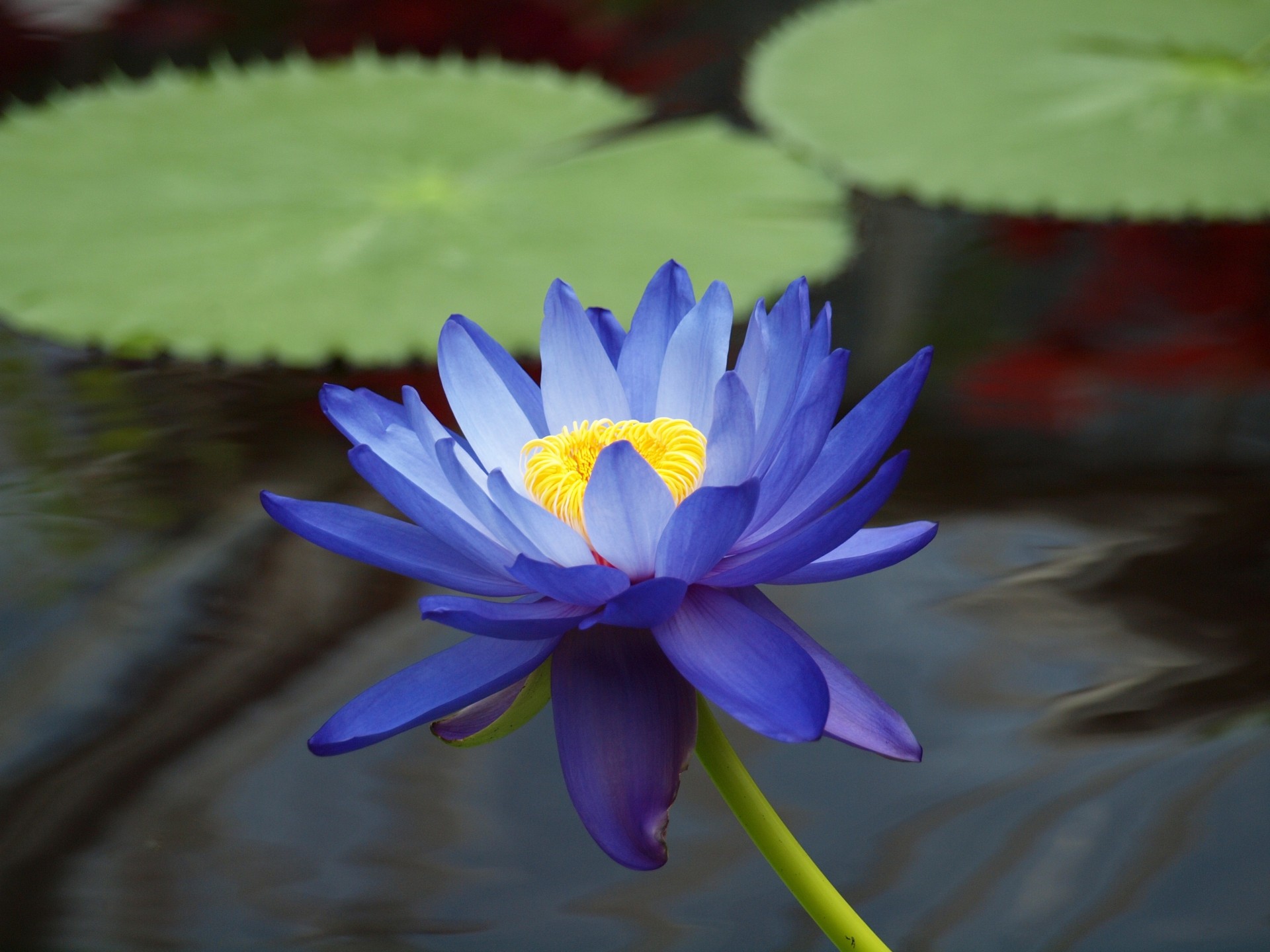 blatt blume blau teich wasser seerose lilien