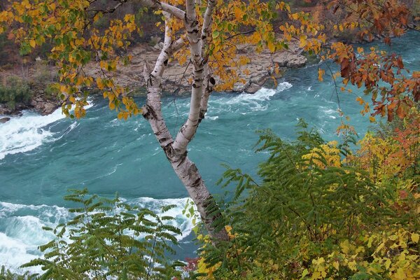 Nature automnale au bord de la rivière