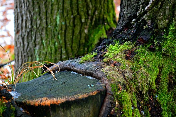 The first snow in the forest. Old tree