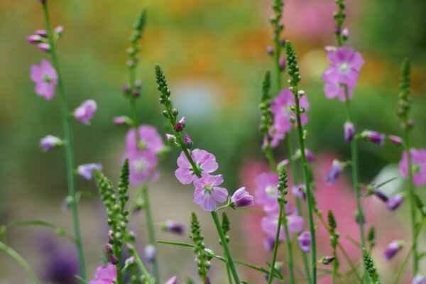 Lavender buds in a green field