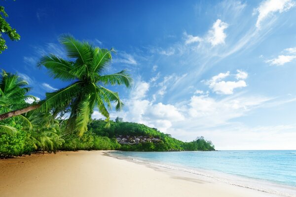 A green palm tree on a sandy beach