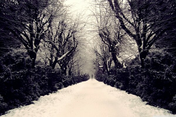 Winter alley covered with deep snow