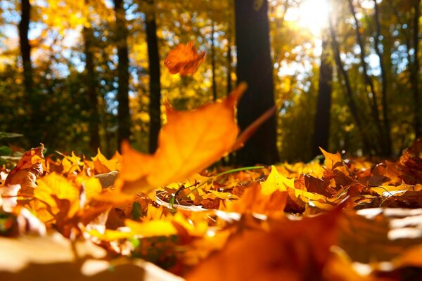 Makrofoto von Laub im Herbstwald