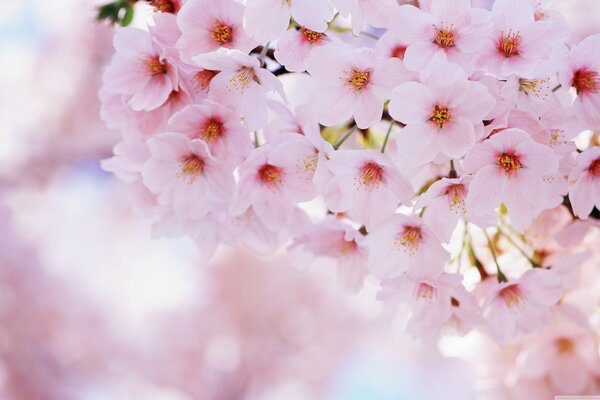 Pink cherry blossoms in spring