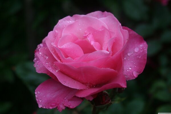 Gouttes d eau transparentes sur la rose