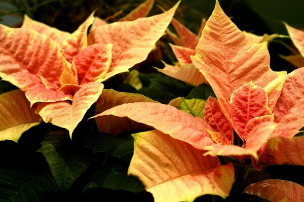 Orange poinsettias close-up