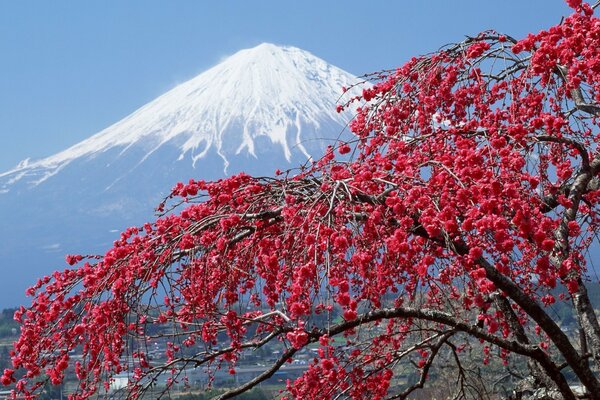 A flowering tree on the background of Mount Fuji