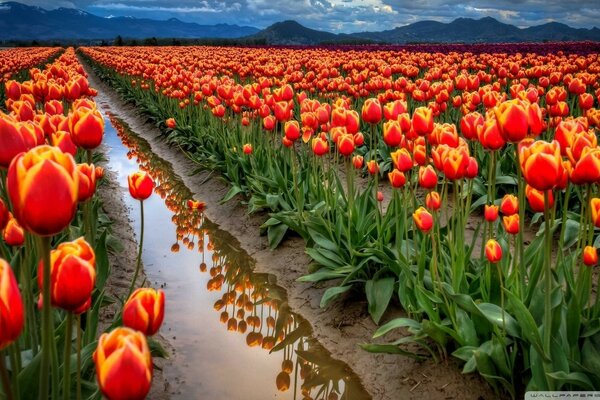 Ein riesiges Feld mit Blumen. Helle Tulpen