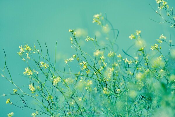 Nondescript little flowers on a turquoise background