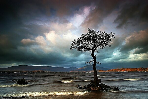 Ein stürmisches Meer und ein einsamer Baum